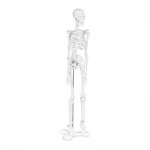 Szkielet człowieka - model anatomiczny - 45 cm PHYSA 10040244 PHY-SK-6