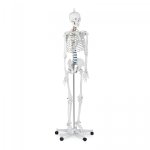 Szkielet człowieka - model anatomiczny - 176 cm PHYSA 10040236 PHY-SK-1
