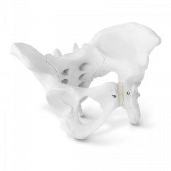 Miednica żeńska - model anatomiczny PHYSA 10040248 PHY-PM-1