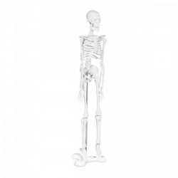 Szkielet człowieka - model anatomiczny - 45 cm PHYSA 10040244 PHY-SK-6