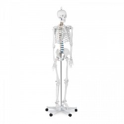 Szkielet człowieka - model anatomiczny - 176 cm PHYSA 10040236 PHY-SK-1