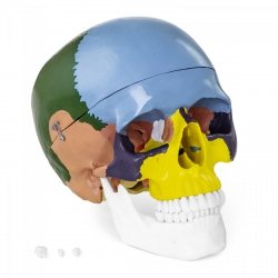 Czaszka człowieka - model anatomiczny - kolorowy PHYSA 10040239 PHY-SK-3