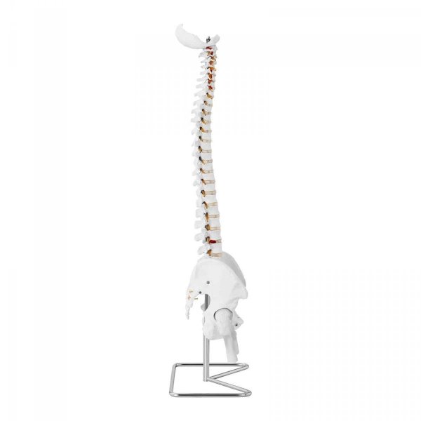 Kręgosłup z miednicą męską - 86 cm - model anatomiczny PHYSA 10040241 PHY-SM-1