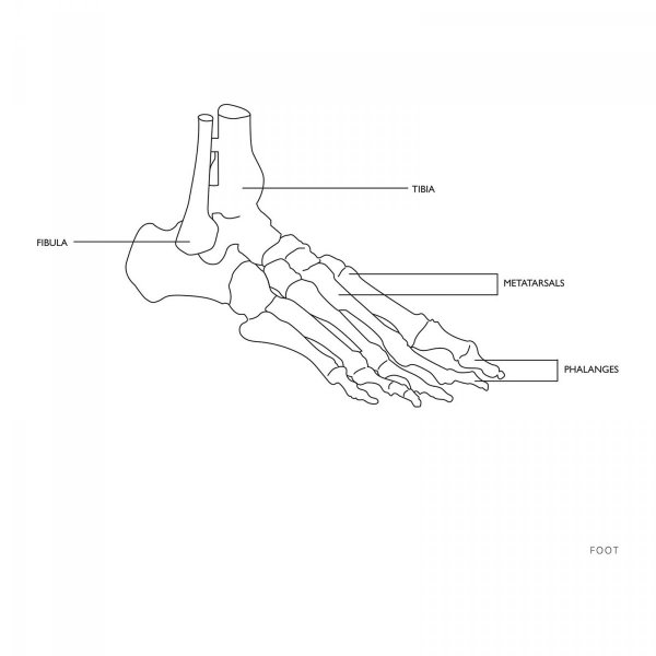 Staw skokowy - z więzadłami - model anatomiczny PHYSA 10040247 PHY-FM-1