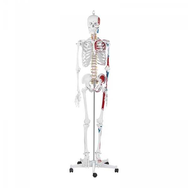 Szkielet człowieka - model anatomiczny - 180 cm PHYSA 10040238 PHY-SK-2