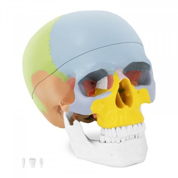 Czaszka człowieka - model anatomiczny - kolorowy physa 10040239 PHY-SK-3