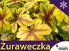 Żuraweczka 'Golden Zebra' (Heucherella) Sadzonka