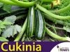 Cukinia Nimba (Cucurbita pepo)