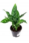 Aglaonema MARIA (Aglaonema maria) Roślina domowa P12 - M