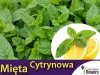 Mięta Cytrynowa Hillary's Sweet Lemon