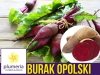 Burak ćwikłowy OPOLSKI (Beta vulgaris var.c.) nasiona XXL 100 g