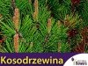 Kosodrzewina Pumillo (Pinus mugo var pumilio) sadzonka	