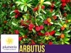 Drzewko truskawkowe (Arbutus Unedo) Sadzonka XL 