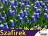 Szafirek Auchera 'Mount Hood' (Muscari)