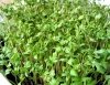 Lepidium sativum