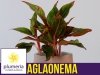 Aglaonema crete roślina domowa jak pielęgnować cena