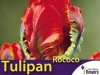 Tulipan Papuzi 'Rococo' (Tulipa) CEBULKI