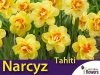 Narcyz pełny 'Tahiti' (Narcissus) CEBULKI