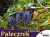 Palecznik Chiński (Decaisnea fargesii) Sadzonka