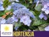 Plantpol Hortensja ogrodowa Endless Summer® POP STAR