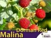 Malina czerwona Dorman Red (Rubus idaeus) Sadzonka