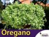 Oregano 'Variegata' (Origanum vulgare) Sadzonka