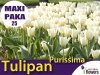 MAXI PAKA 25 szt Tulipan 'Purissima' (Tulipa) CEBULKI