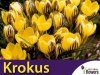 Krokus 'Advance' (Crocus)