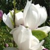 Magnolia ×soulangeana uprawa