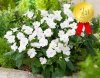 Impatiens SunPatiens Vigorous White