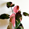 philodendron pink princess cena