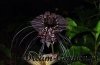 Kwiat Nietoperz Czarny- oryginalne kwiaty