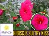 Hibiskus Bylinowy Summerific™ Sultry Kiss Sadzonka