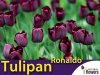 Tulipan Triumph 'Ronaldo' (Tulipa) CEBULKI