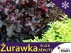 Żurawka 'Black Beauty' (Heuchera) Sadzonka