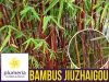 Czerwony Bambus Mrozoodporny (Fargesia Jiuzhaigou) Sadzonka C2,5 