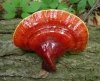 Reishi uprawa domowa