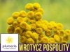 Wrotycz pospolity żółty (Tanacetum vulgare) nasiona 0,2g