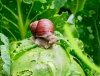 granulat skutecznie zwalcza ślimaki w uprawach ekologicznych