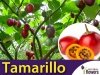 Tamarillo - Pomidor Drzewiasty (Cyfomandra grubolistna) 