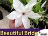 Clematis Powojnik 'Beautiful Bride' PBR Sadzonka