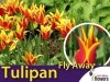 Tulipan liliokształtny 'Fly Away' (Tulipa) CEBULKI