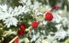 Chenopodium foliosum