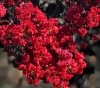 Lagerstroemia czerwona sadzonka