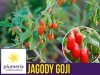 Jagody Goji (Lycuim chinensis) Sadzonka