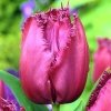 strzępiaste tulipany 