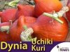 Dynia olbrzymia Uchiki Kuri