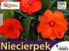 Niezwykły Niecierpek- Impatiens SunPatiens Vigorous Orange - sadzonka	