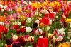 Piekny i okazały czerwony tulipan