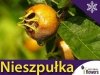 Nieszpułka jadalna (Mespilus germanica) Sadzonka